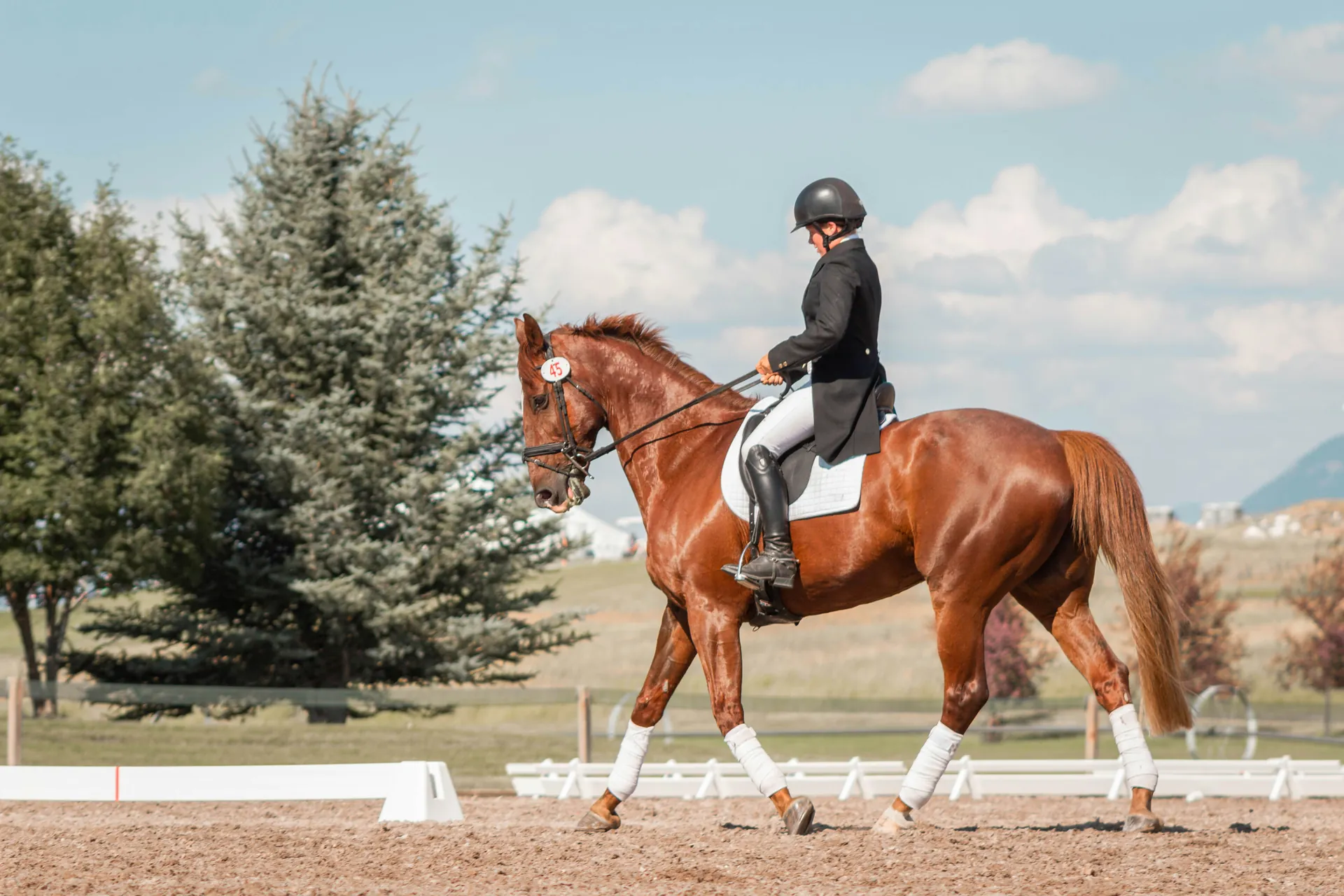 Equestrian